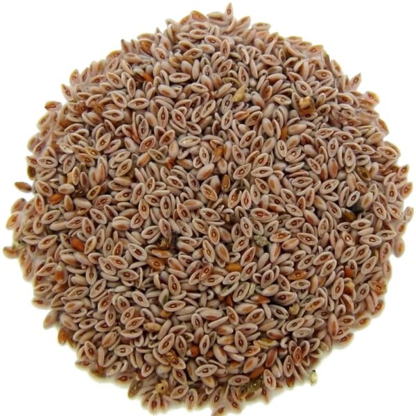 Graines de Psyllium 100G, TUNISIE BIO